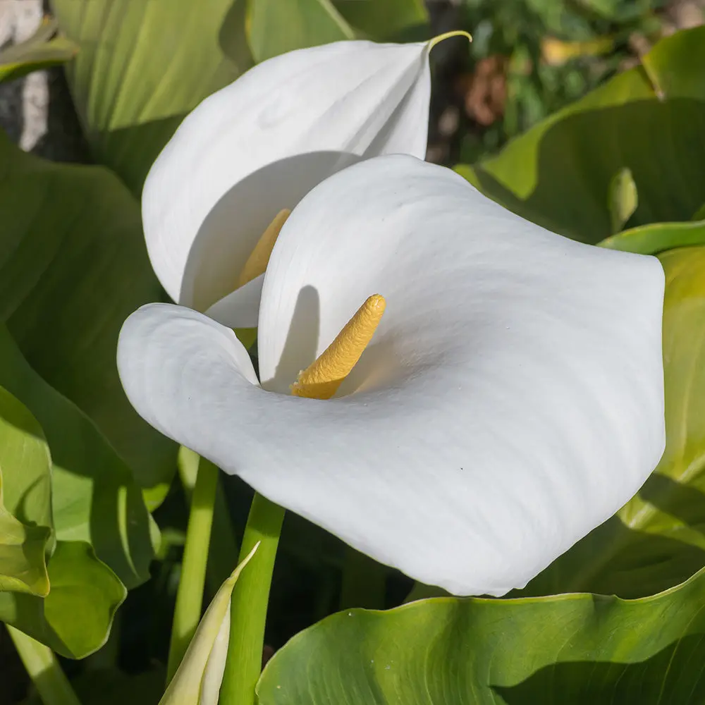 ZANTEDESCHIA CAPTAIN VENTURA®