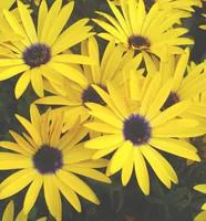 Essentiel au jardin:Osteospermum Symphony - Le pot de 10,5 cm