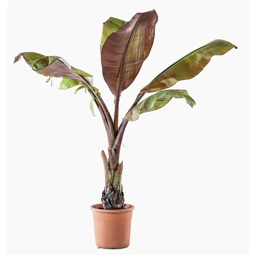 Côté jardin：Ensete Ventricosum Maurelii (Bananier d’Abyssinie) XL en pot de 24 L vert
