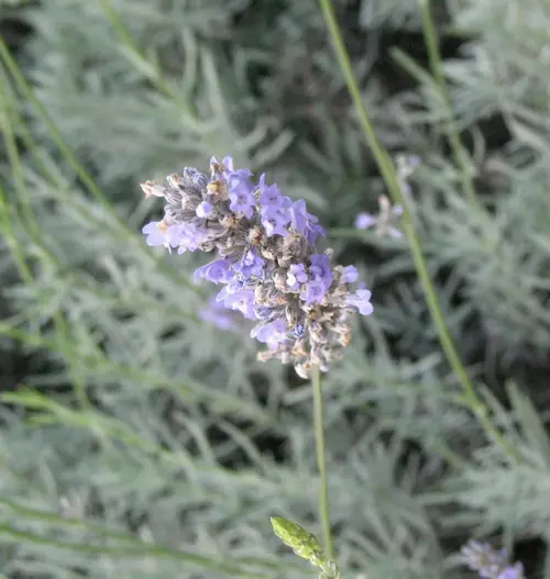 Déco pour le jardin:Lavande Dutch Lavender coloris violet – 3 L