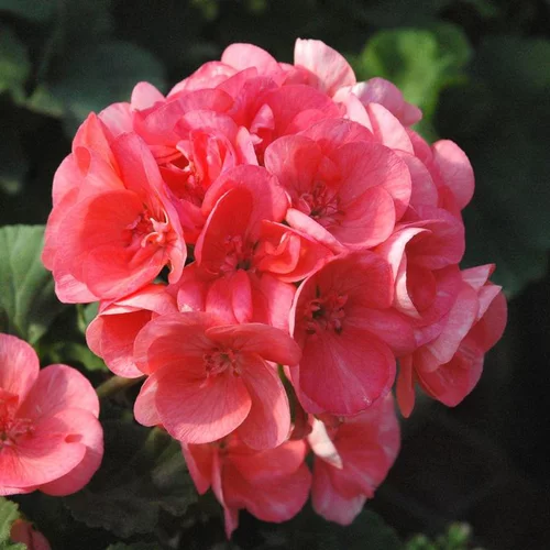 L’esprit jardin:Geranium Zonal Label rouge - La jardinière