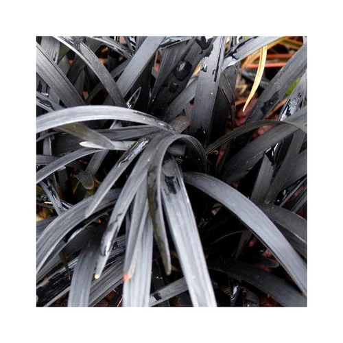 Malin pour le jardin：Ophiopogon Planiscapus Black Beard noir en pot de 2 L