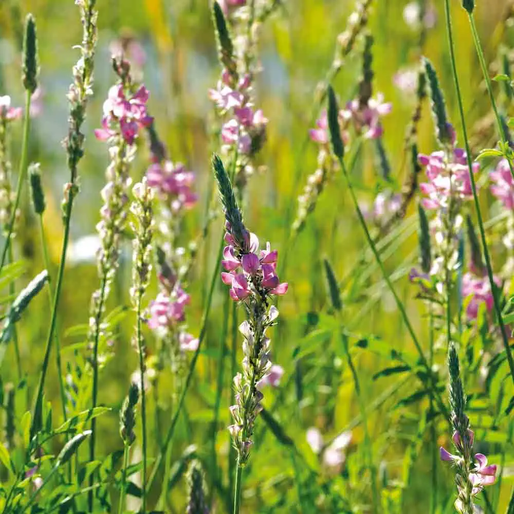 SAINFOIN AB