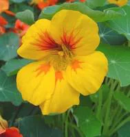 Loisirs au jardin：Capucine - Le pot de 2,5 litres