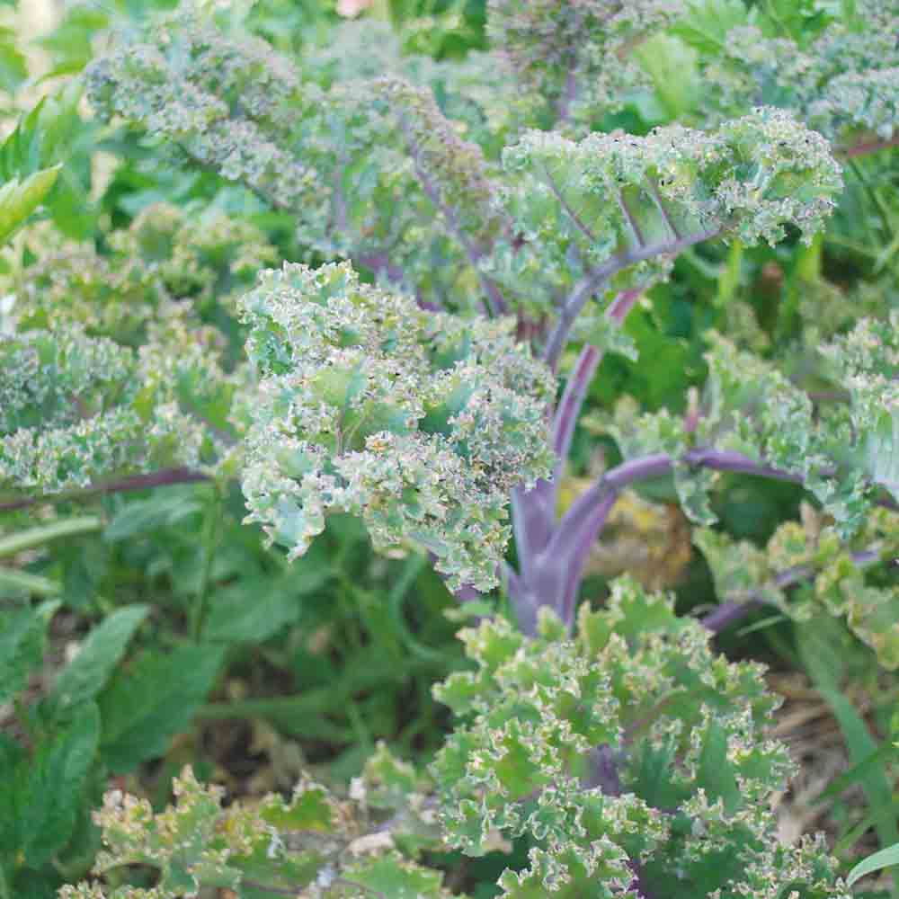 CHOU FRISE KALE ROTER GRUNKOHL AB - ANTIGASPI