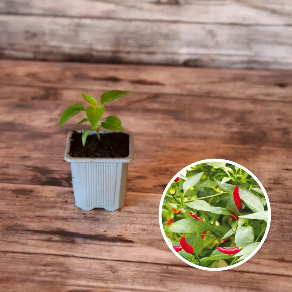 PIMENT SUCETTE DE PROVENCE AB - PLANT