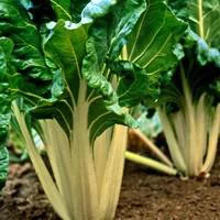 Extérieur équipement:Poiree Verte A Cardes Blanches Bio. Le pot de 10,5 cm
