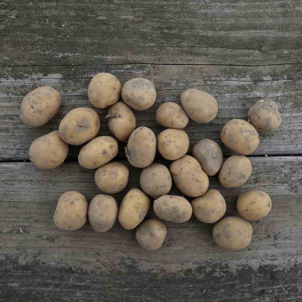 POMME DE TERRE ALIÉNOR NT