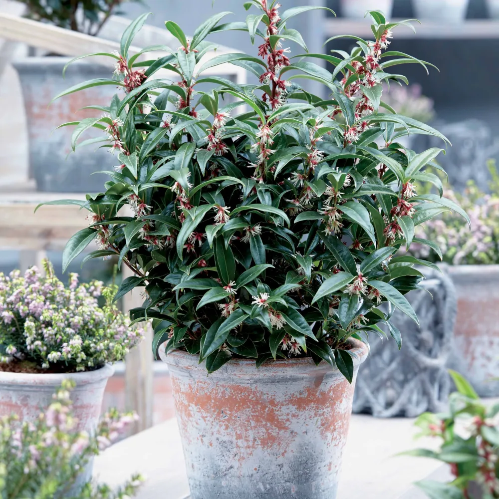 Sarcococca Winter Gem Sarcococca Winter Gem