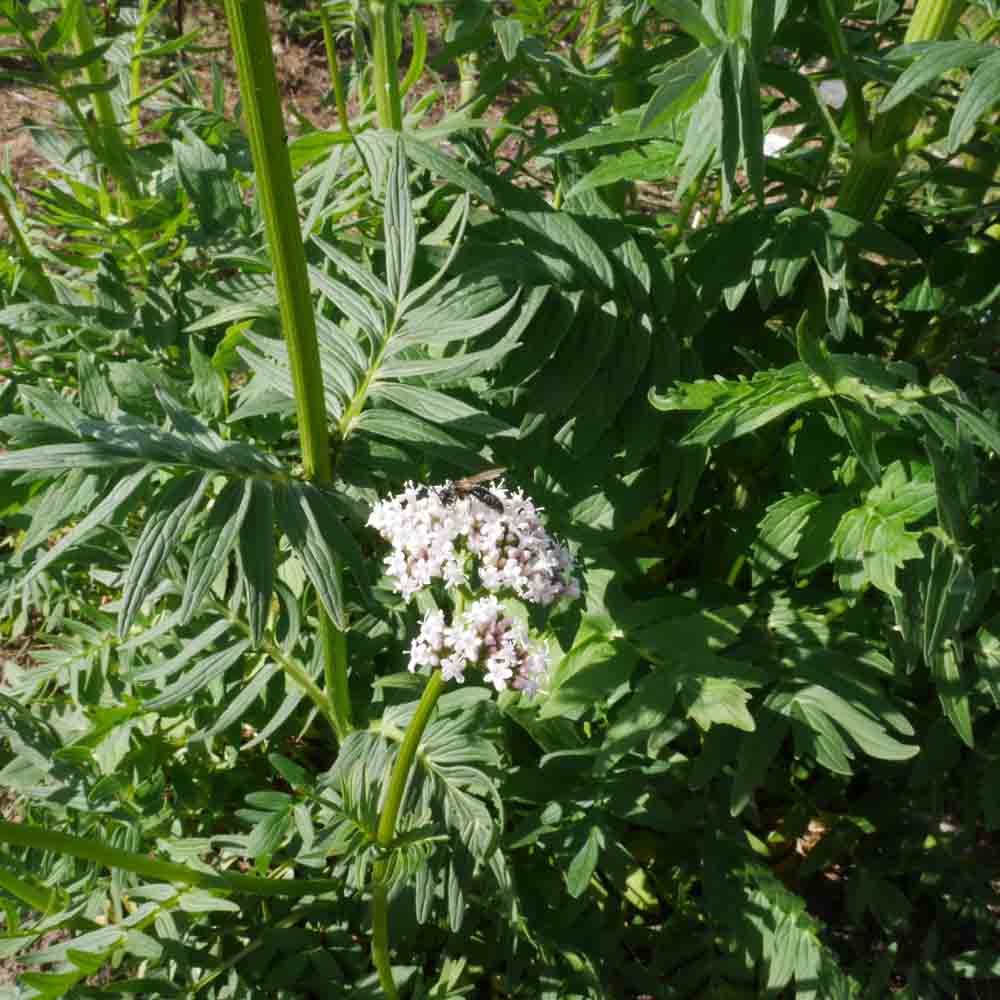 VALERIANE OFFICINALE AB