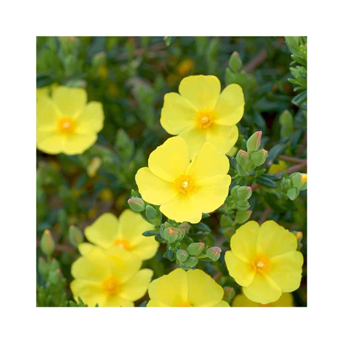 Jardin en pratique:Halimiocistus Libanotis en pot de 3 litres