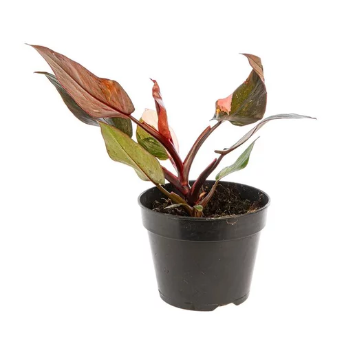 Pour donner du style à l’extérieur:Philodendron Pink Princess pot Ø15 cm