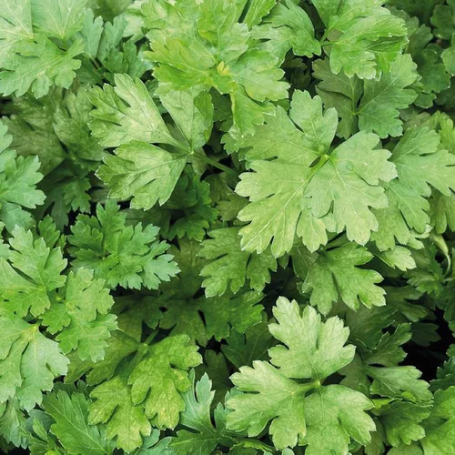 Jardin & déco:Persil Plat Geant D'Italie Bio. Le pot de 9x9 cm