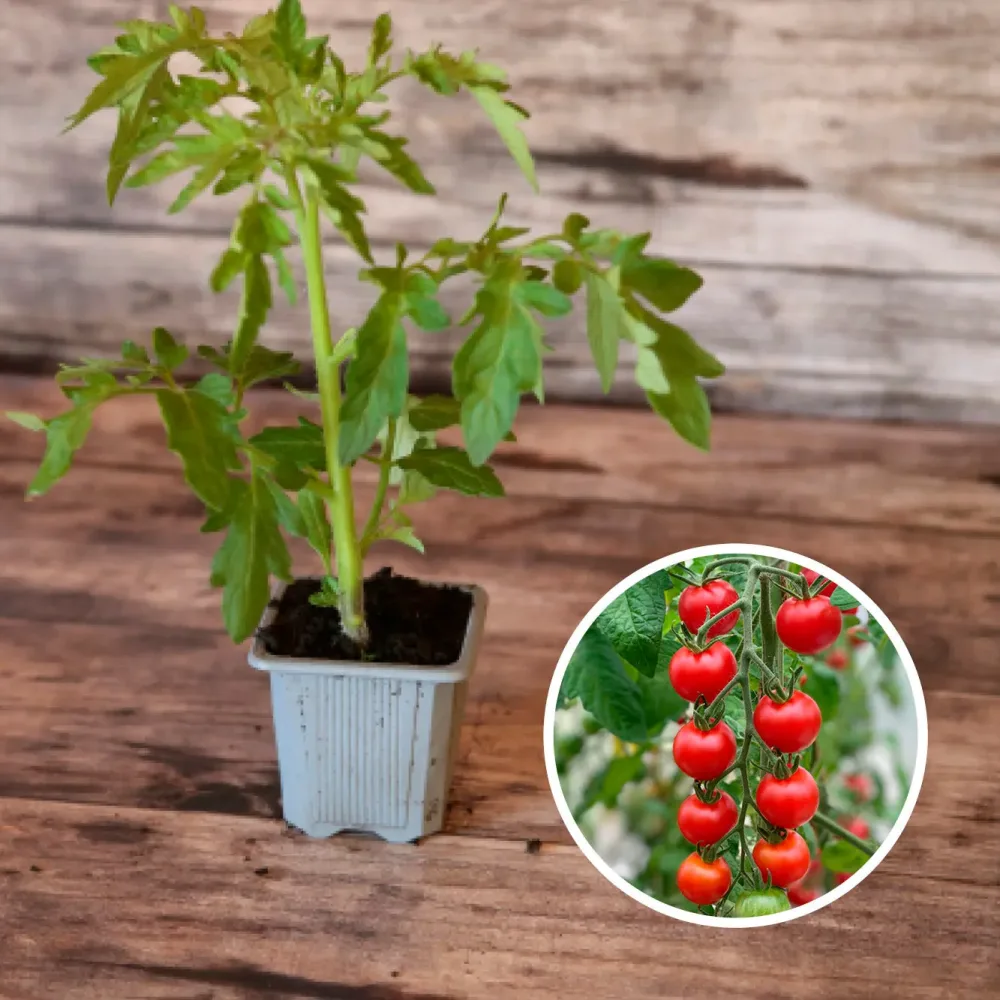 TOMATE MIEL DU MEXIQUE AB - PLANT