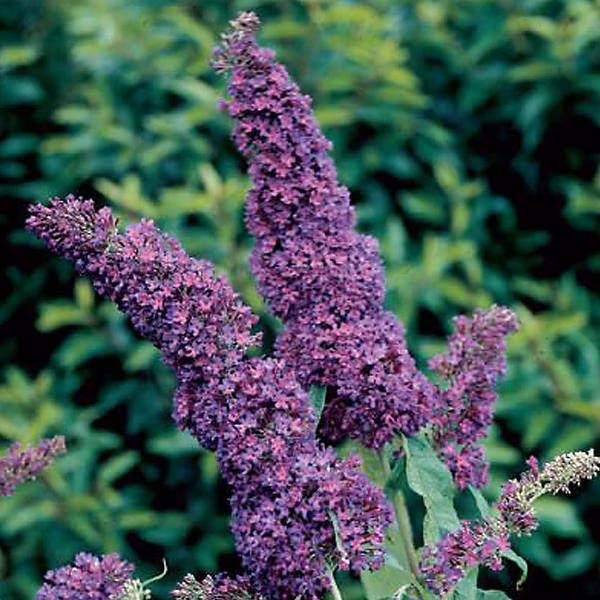2 x Arbre aux papillons – Buddleja davidii 'Purple Emperor', 30-40 cm pot
