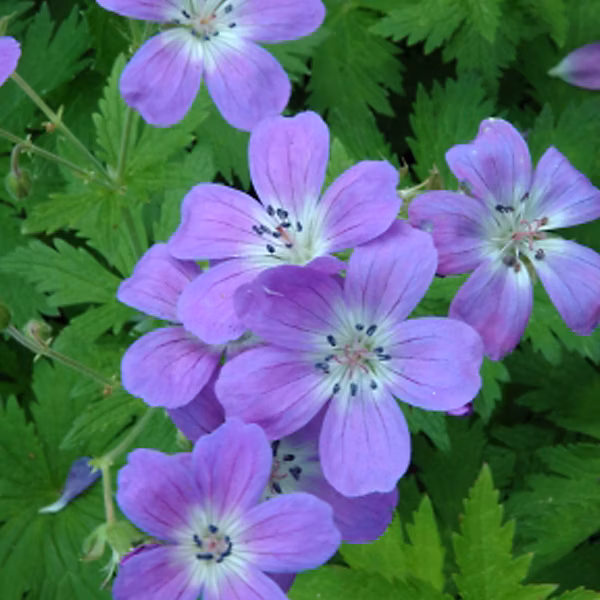 6 x Géranium vivace des bois 'Mayflower' – Geranium sylvaticum 'Mayflower', godet 9cm x 9cm