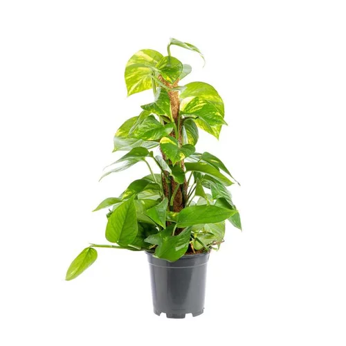Pour plus de praticité à l’extérieur:Pothos Aureus avec tuteur mousse pot Ø17xH80 cm