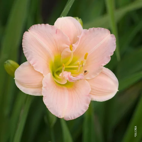 Un atout pour le jardin：Hémérocalle 'Siloam double Classic' - Le pot de 2 litres