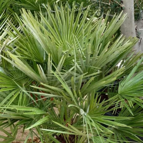 Facile à intégrer à l’extérieur：Chamaerops Humilis ou Palmier nain en pot de 60 L
