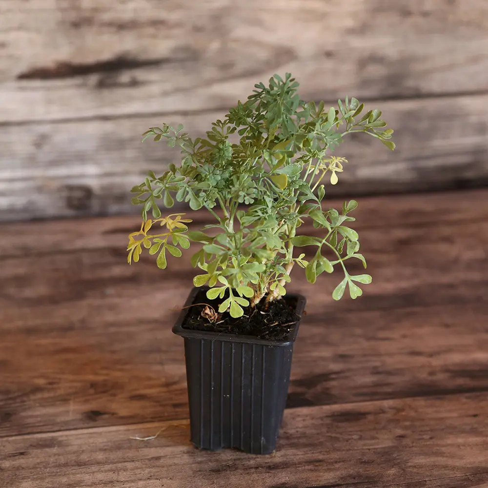 RUE AB - PLANT