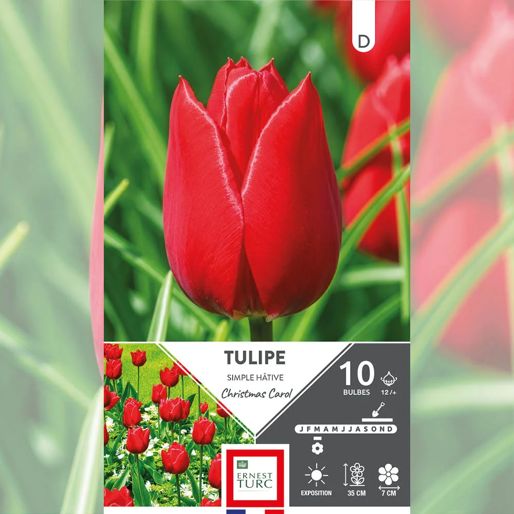 TULIPE SIMPLE HÂTIVE CHRISTMAS CAROL