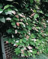 Le petit plus pour l’extérieur：ACTINIDIA KOLOMIKTA. Le pot de 3 litres