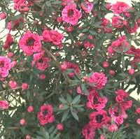 Équipement jardin:Chamelaucium (Wax Flowers). Le pot de 2 litres