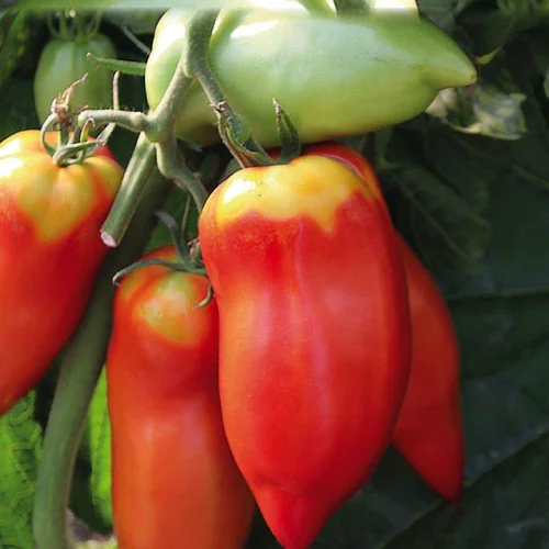 Style pour le jardin：Tomate Allongée Andine Cornue bio. Le pot de 9 x 9 cm