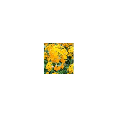Pour votre espace vert:Erysimum - Le pot de 10,5 cm