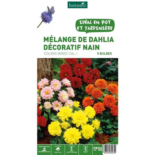 Une sélection pour l’extérieur:Dahlias nains multicolores en mélange botanic® - 5 tubercules