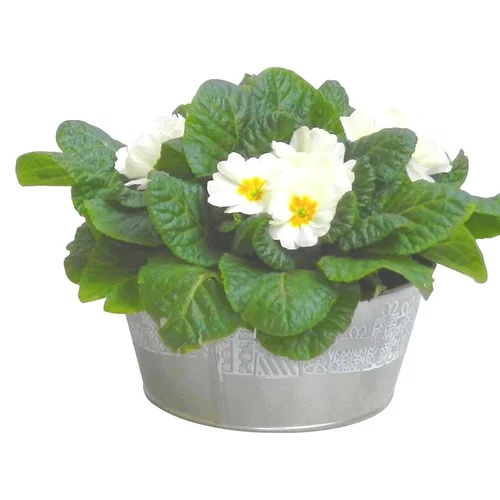 L’essentiel pour le jardin:Primevère des jardins - Coupe zinc déco