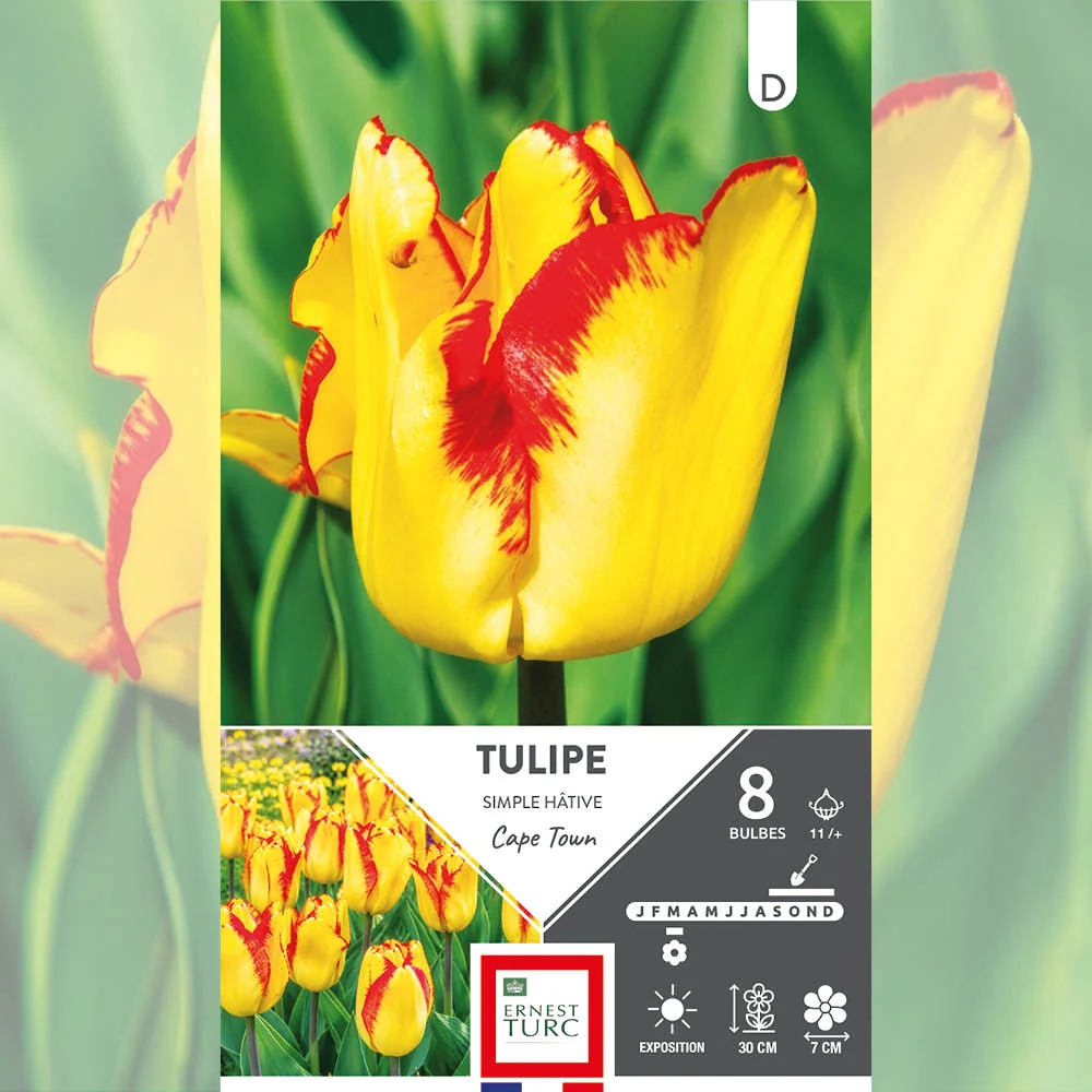TULIPE SIMPLE HÂTIVE CAPE TOWN