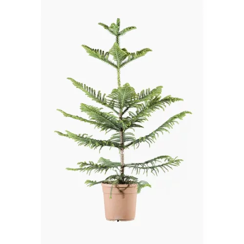 Nature pour le jardin:Araucaria Excelsa en pot de 3 L vert