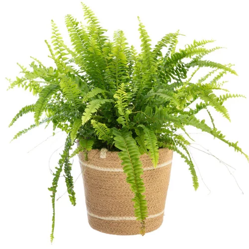 L’allié de vos extérieurs:Fougère Nephrolepis. Le pot avec cache-pot en vannerie Ø 17 cm