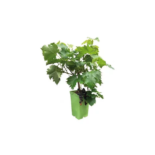 Idée au jardin:Vigne Muscat De Hambourg Bio. Le pot de 6 litres