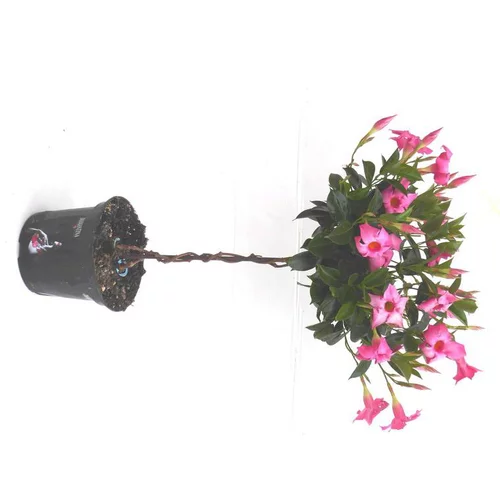 Jardin & extérieur:Dipladénia mini tige - Le pot de 2 litres