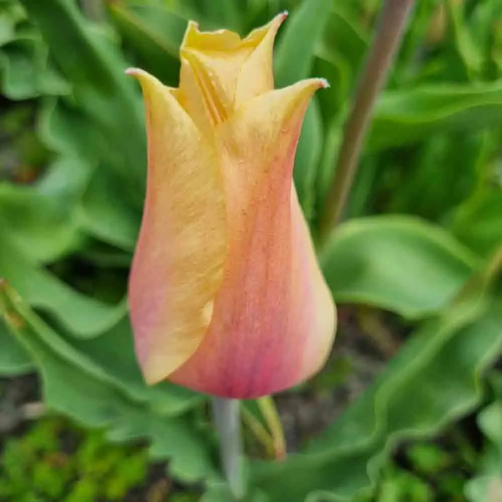 TULIPE BLUSHING LADY AB