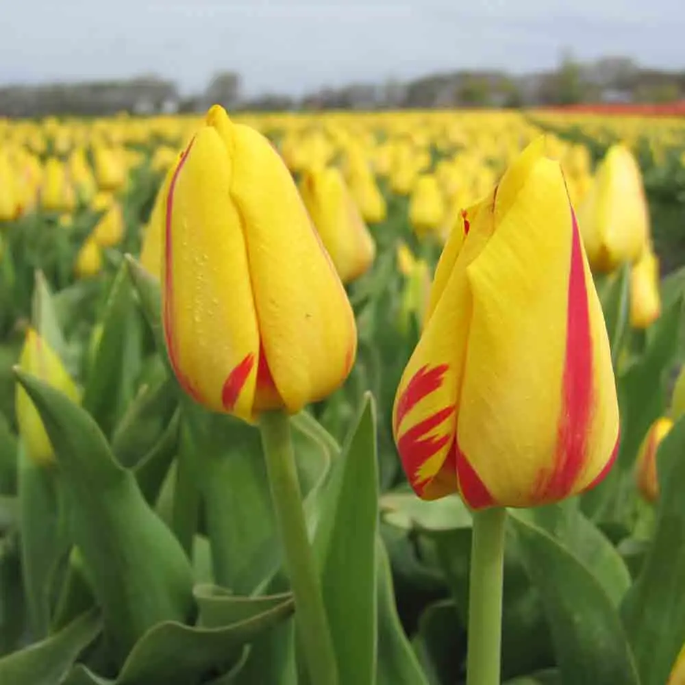 TULIPE FREEDOM FLAME AB