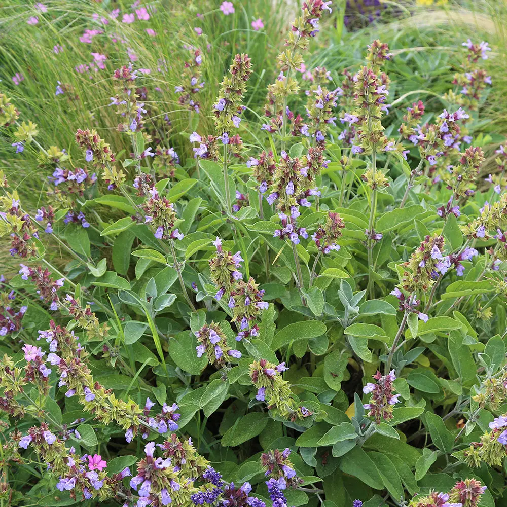 SAUGE OFFICINALE AB