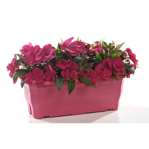Une sélection pour l’extérieur:Impatiens de Nouvelle Guinée - La jardinière de 40 cm