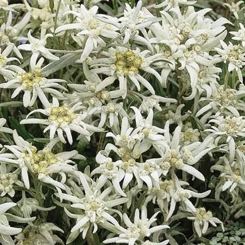Pour vos jardins:Edelweiss - Le pot de 2,5 litres