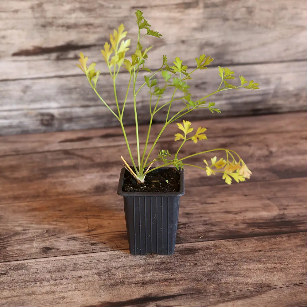 PERSIL PLAT COMMUN 2 AB - PLANT