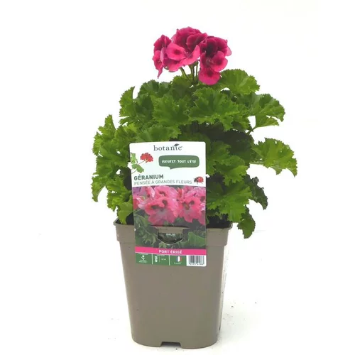 Pour un jardin agréable:Géranium pensée à grandes fleurs - Le pot de 12 x 12 cm