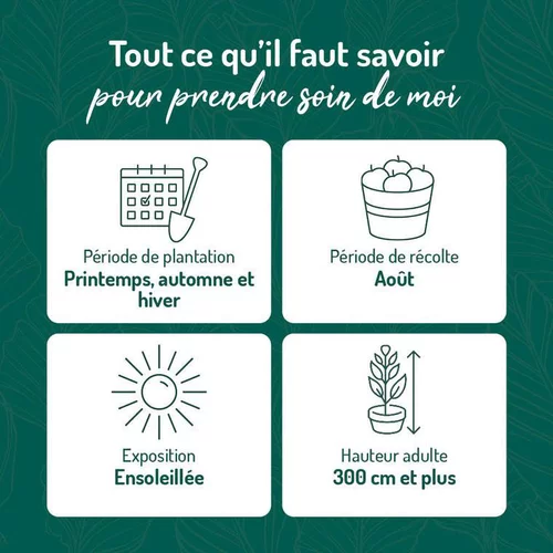 Maison et jardin:Prunier Quetsche D'Alsace. Le pot de 15 litres forme 1/2 tige