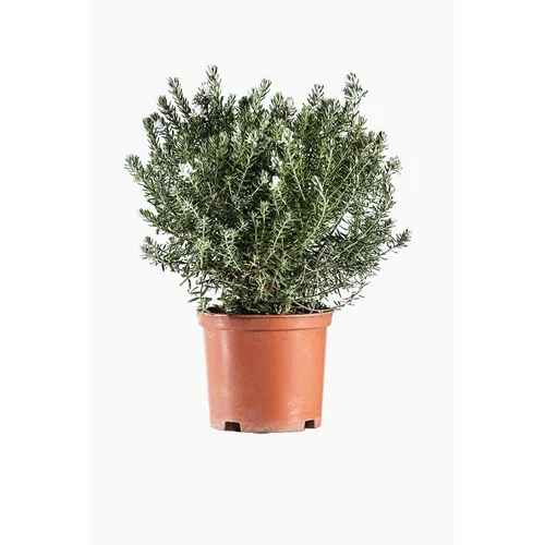 Bien pour le jardin:Westringia Fructicosa ou Romarin d’Australie en pot de 3 L