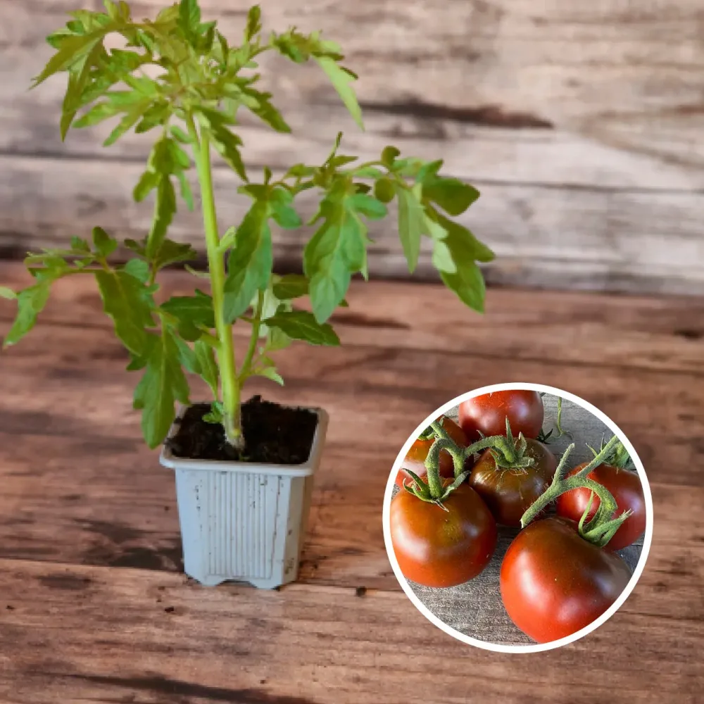 TOMATE NOIRE RUSSE AB - PLANT