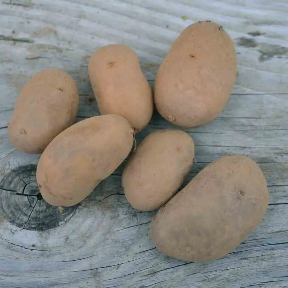 POMME DE TERRE BELLE DE FONTENAY NT