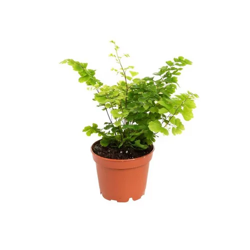 Pour vos besoins au jardin:Adiantum ou Capillaire pot Ø6 cm