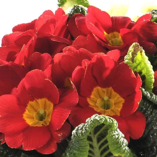 Solution jardin:Primevère des jardins x 3 - Le panier déco de 20 cm