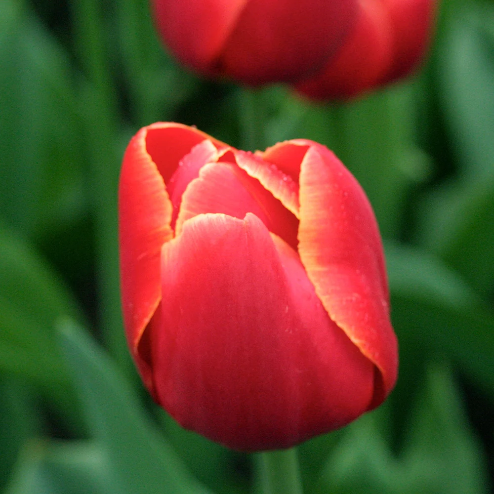 TULIPE VERANDI AB